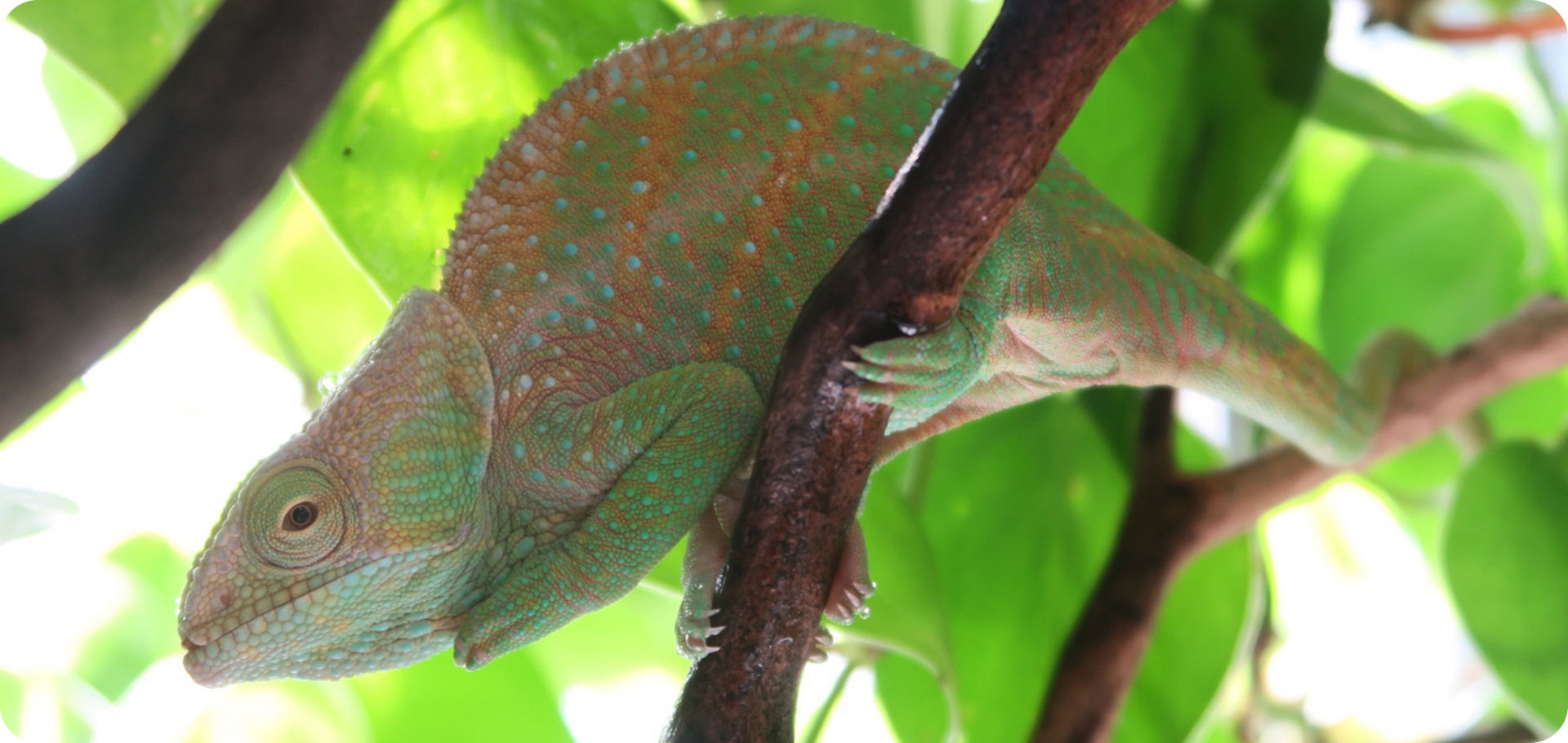 Chameleon perched among green foliage