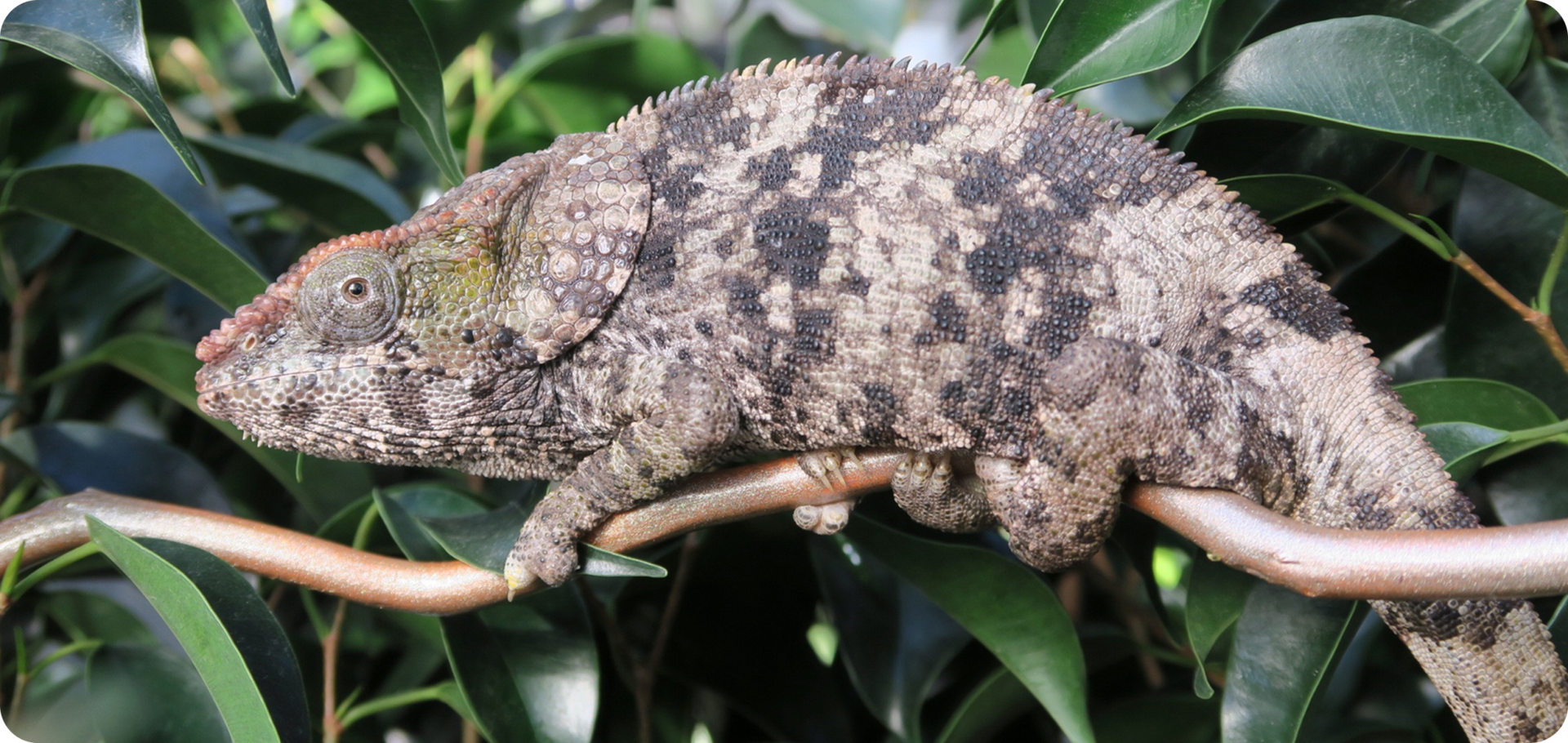 Chameleon resting on a tree branch.
