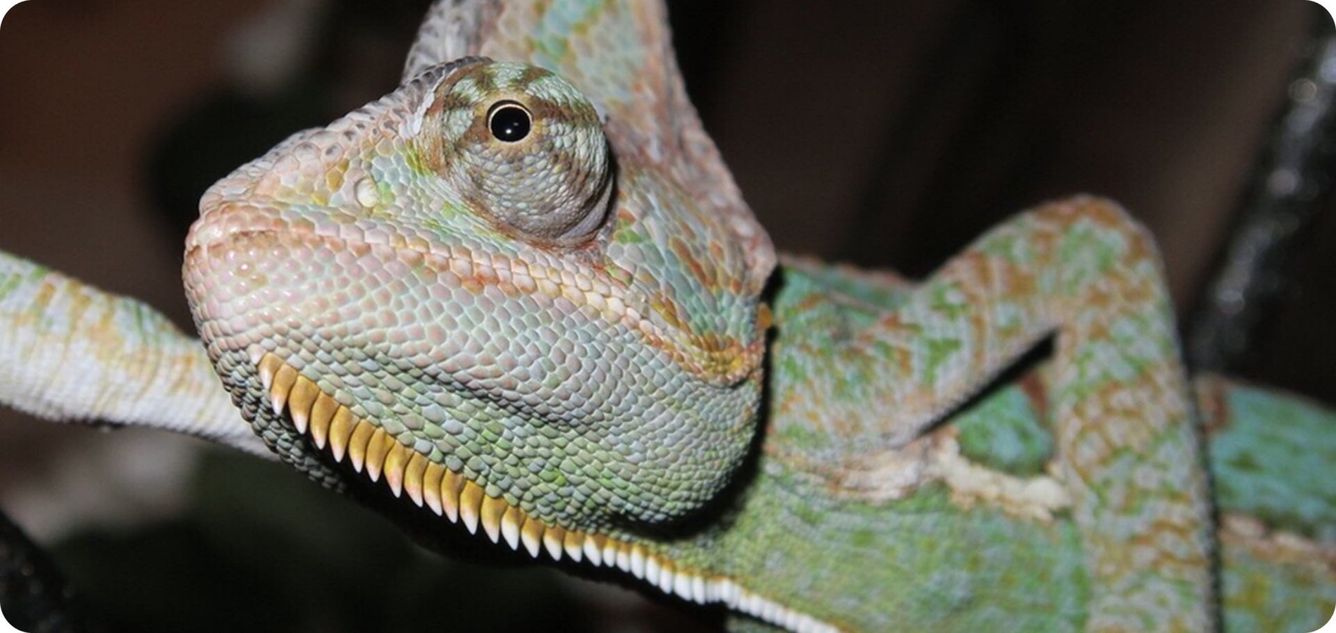 Close-up of a camouflaged chameleon