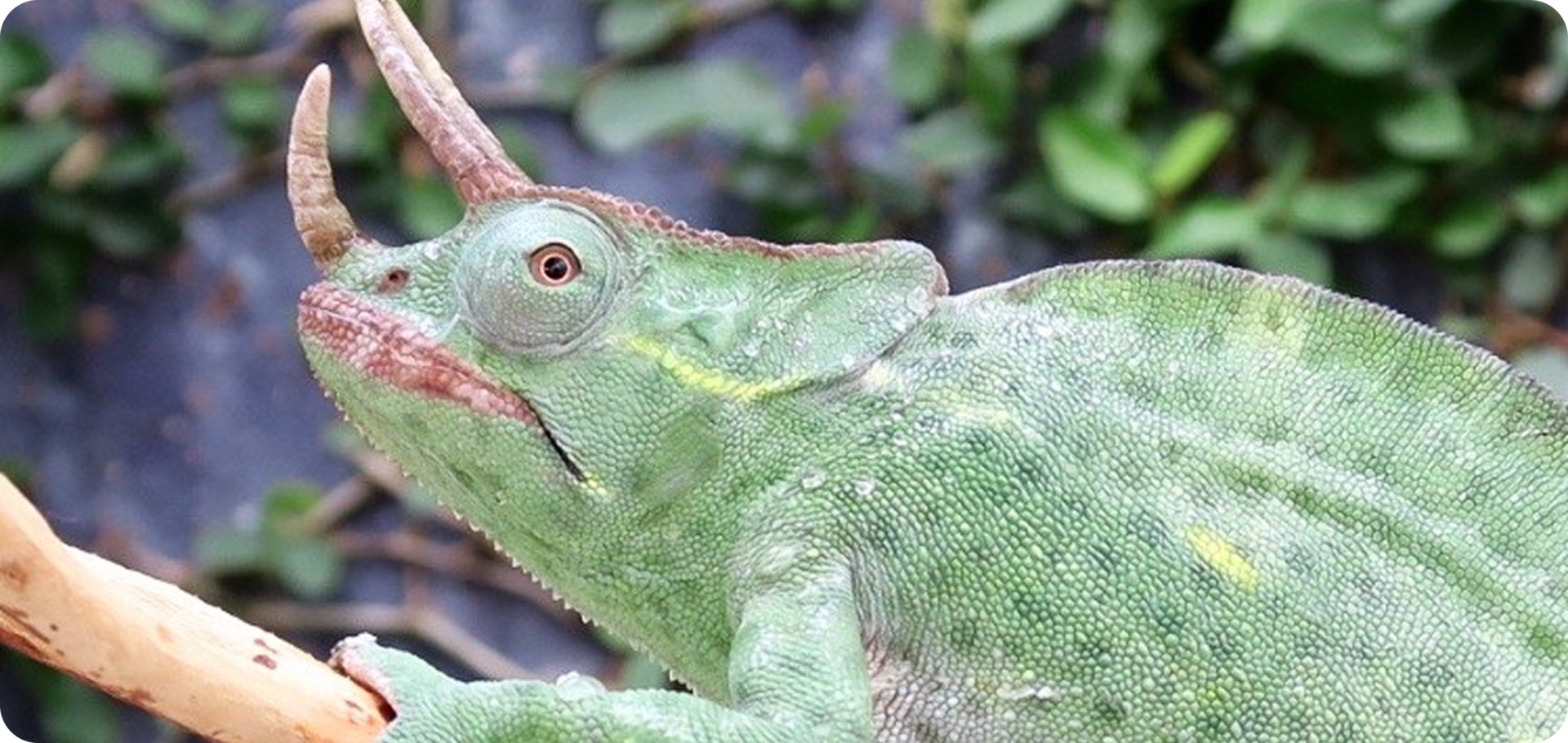 Green chameleon on a branch
