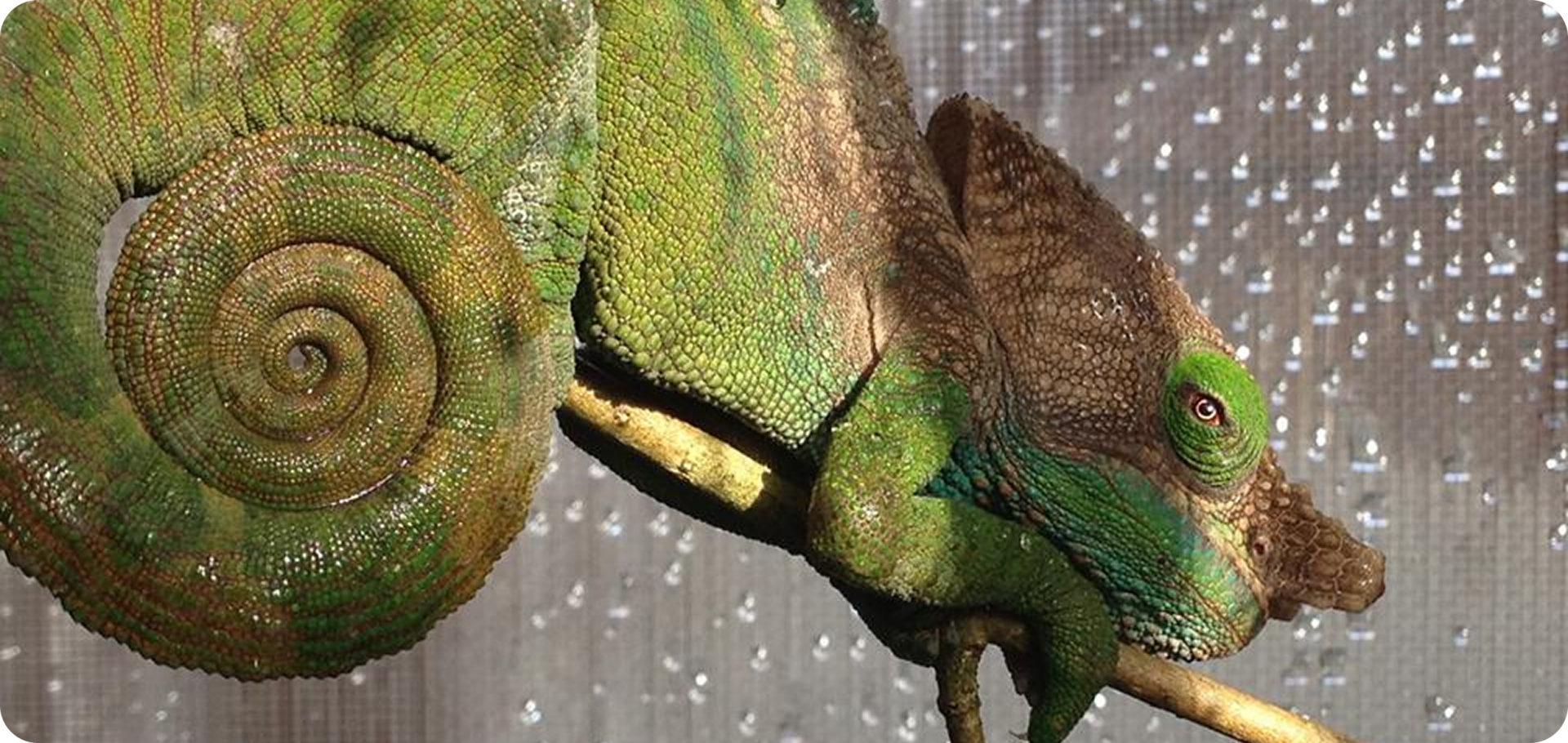 Chameleon with curled tail