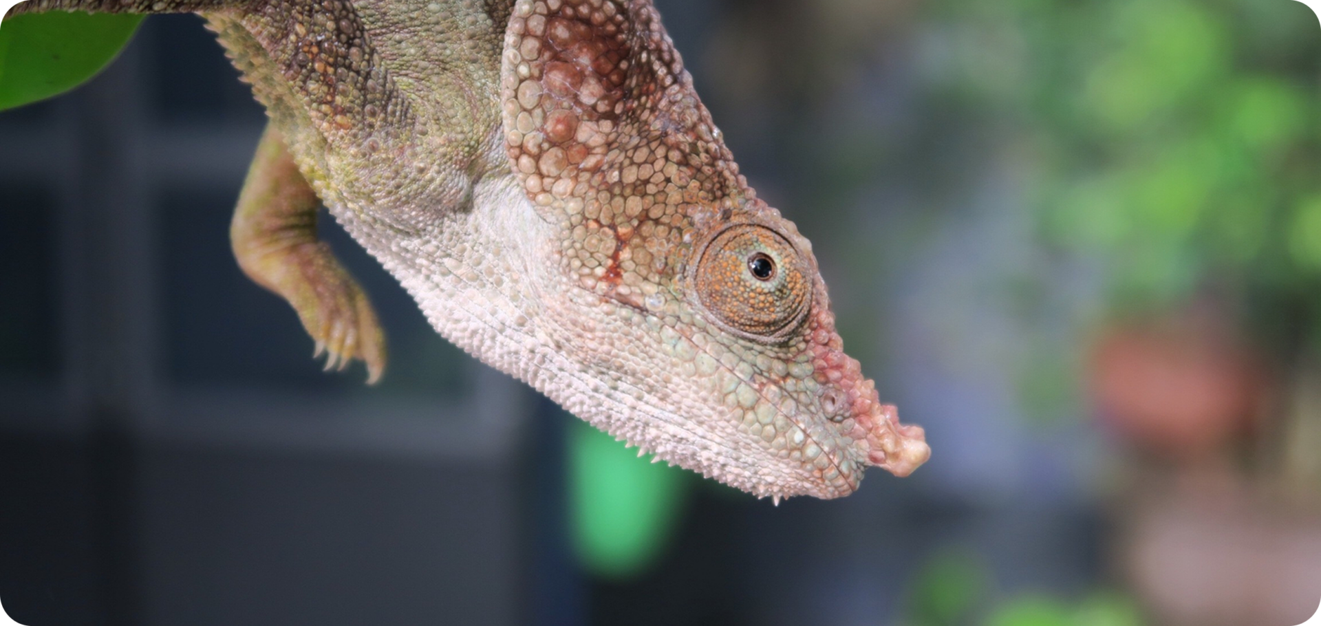 Chameleon hanging upside down