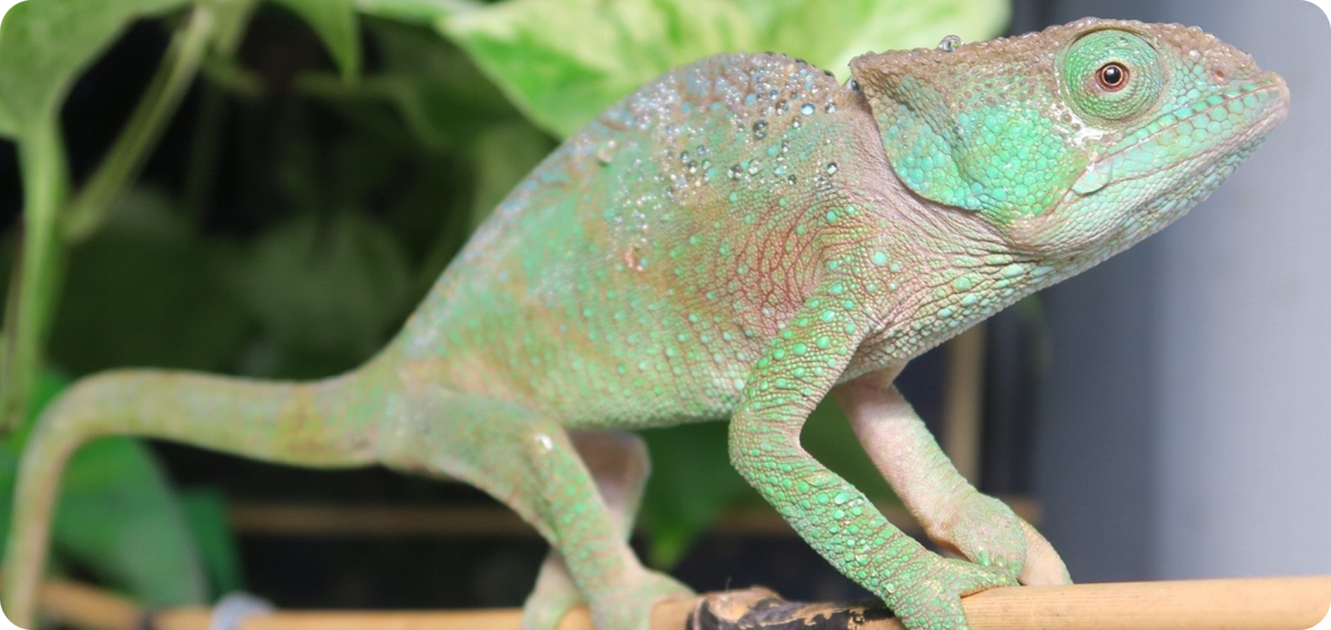 Green chameleon on a branch